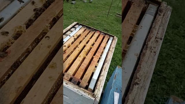 Вплив холоду на виведення раннього трутня.