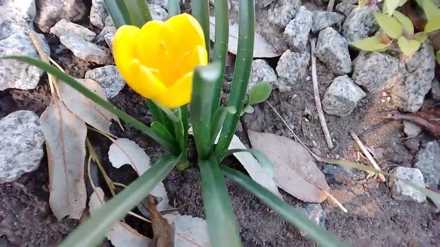 Подих весни осінньої пори#цвітечемерник#збираємоврожаї#штербергія