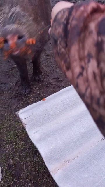 угощение