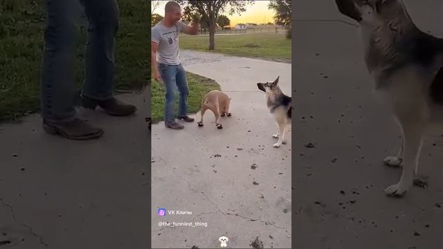самые смешные животные)🤣🤣🤣🤣🤣