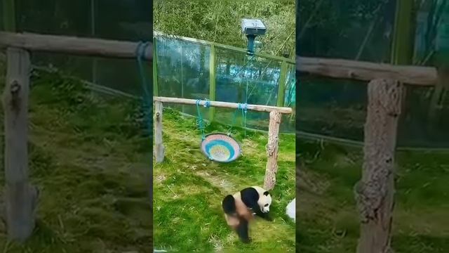как пандам удалось не вымереть