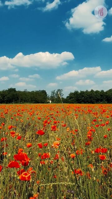 Color Changing Flowers Good Or Bad...🤔| Climate Change | #shorts