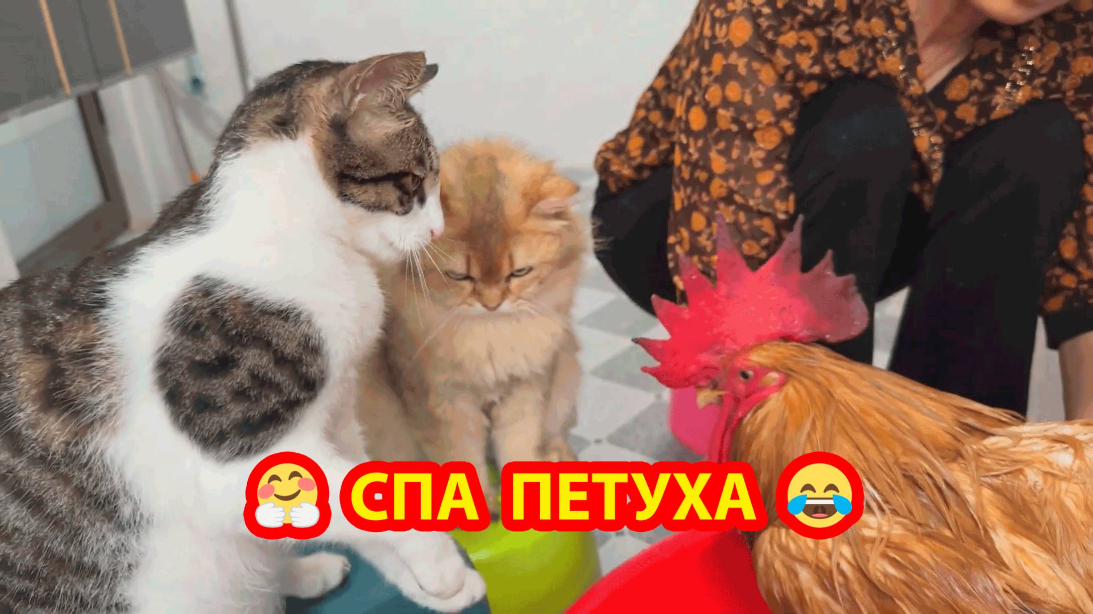 Старый петух на СПА процедурах 🐓❣️😂