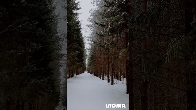 vidma_20250209_191334.mp4