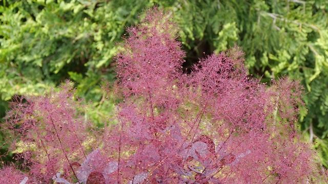 Why You Should Prune Smokebush and How to Prune It