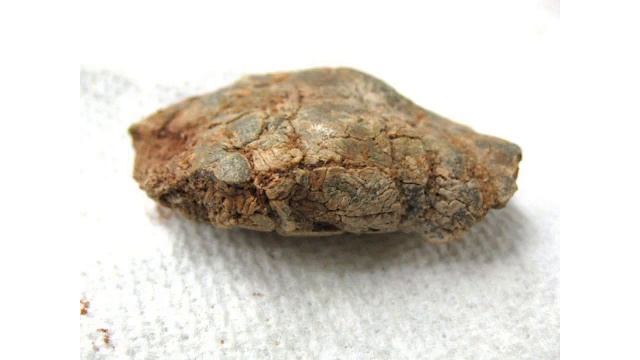 Fossil Coprolite (Fossil Poop)