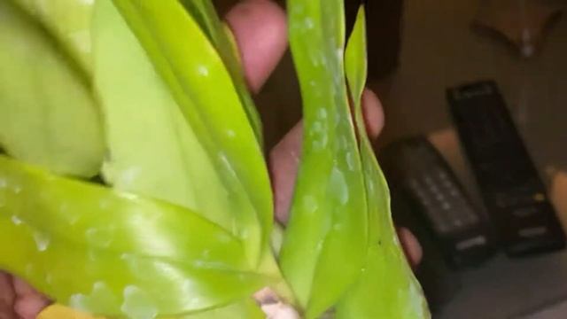 SLOORCHIDS.com Haul reveal