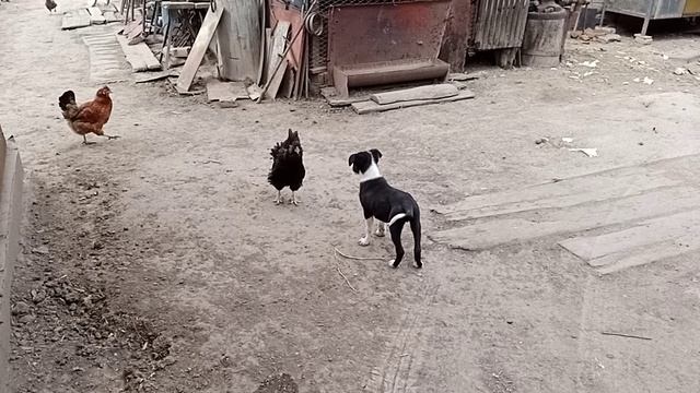 Гром и курица