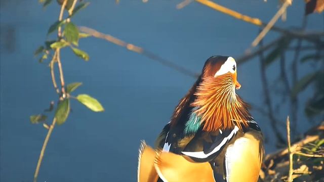 Gosling & Mandarin Duck | Whiteknight Lake | University of Reading | Berkshire, UK