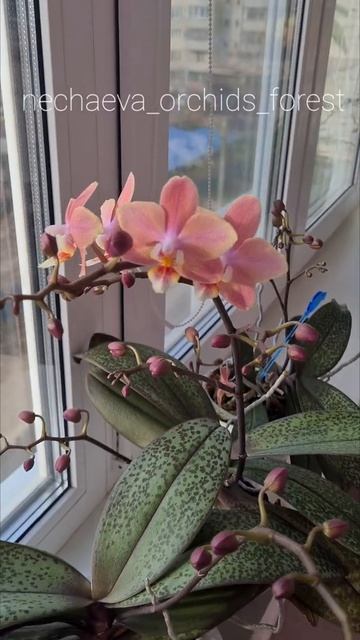 Phal. Odorion💝 Парфюмерная фабрика.