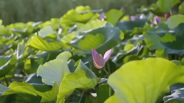 探索中国的水上民族！人们食用植物的根茎和水中猛兽，中国最贵的水产出自这片水域！【生命滋养】