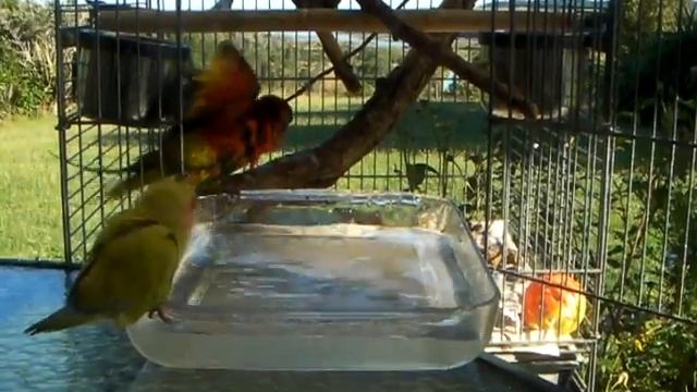 Red collar lorikeet, loverbird and eastern rosella summer afternoon.MP4