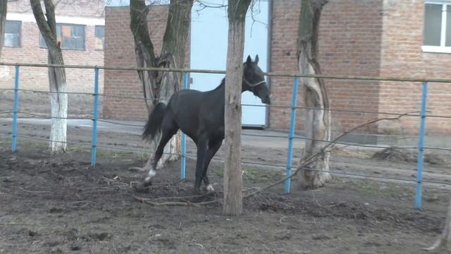Яндым вор.жер.2019 г.р.(Сайван-Яхта)