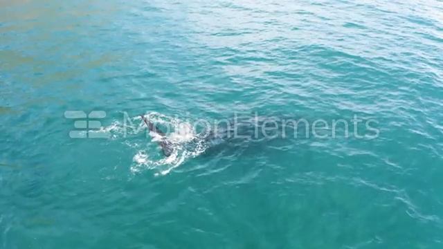 The call of the whales.My mix.