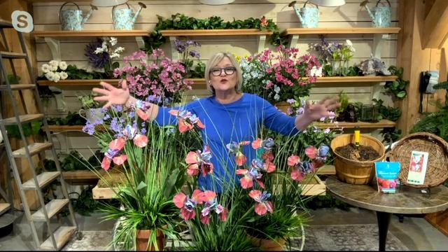 Barbara King 3-Piece Magenta Pink Painted Iris Live Plants on QVC