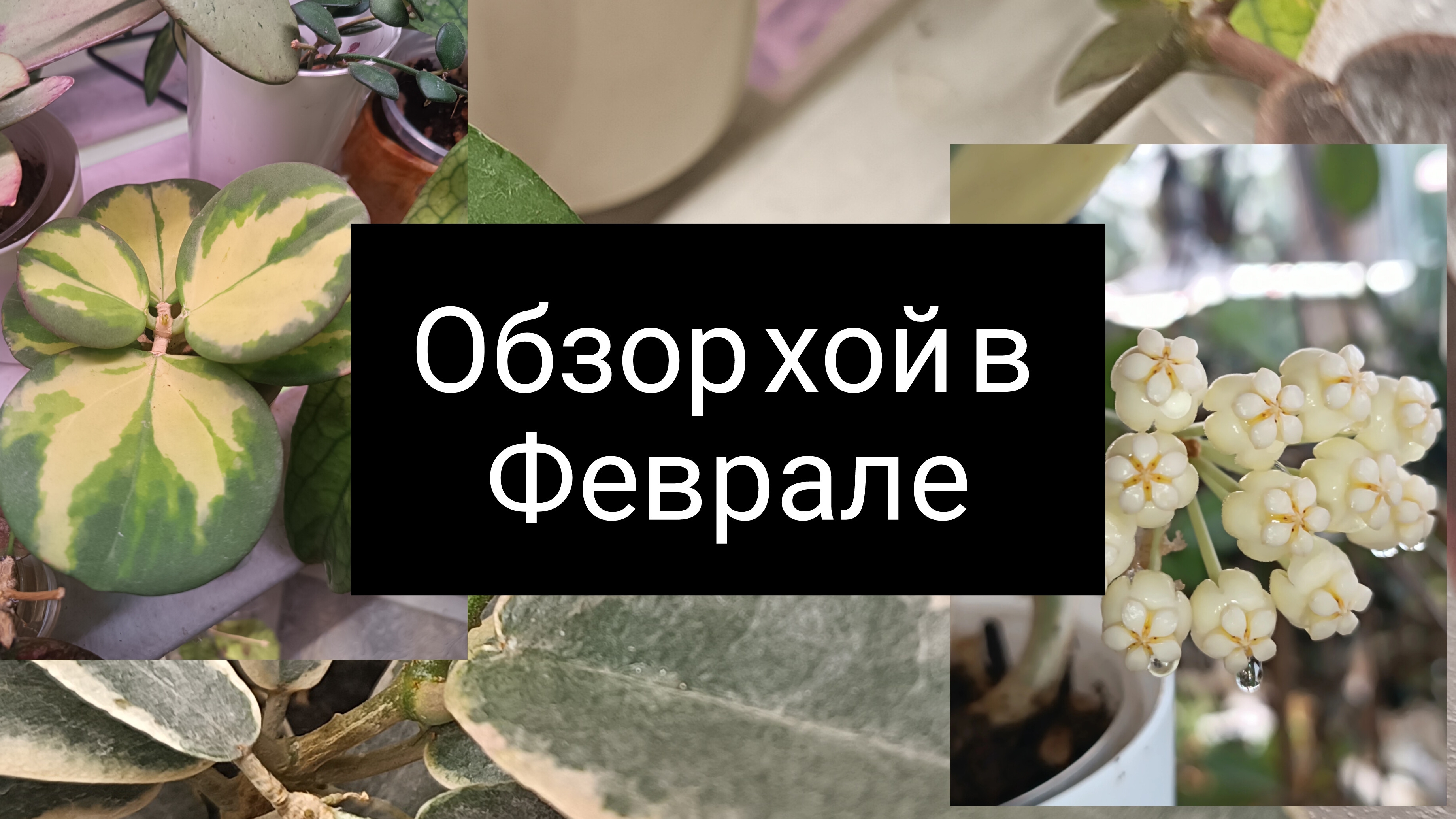 хой в феврале