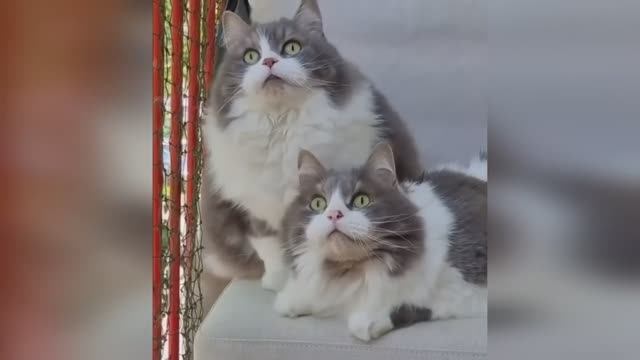 🤣🤣🤣 СМЕШНЫЕ ЖИВОТНЫЕ ЛУЧШИЕ ПРИКОЛЫ С КОТАМИ, СОБАКАМИ, ЖИВОТНЫЕ, СМЕШНЫЕ ВИДЕО