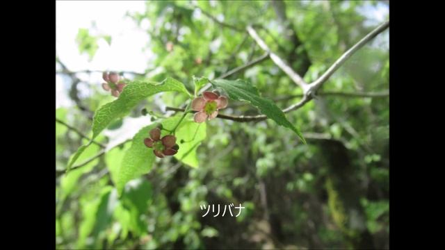 5月の花　銅山峰のツガザクラなど