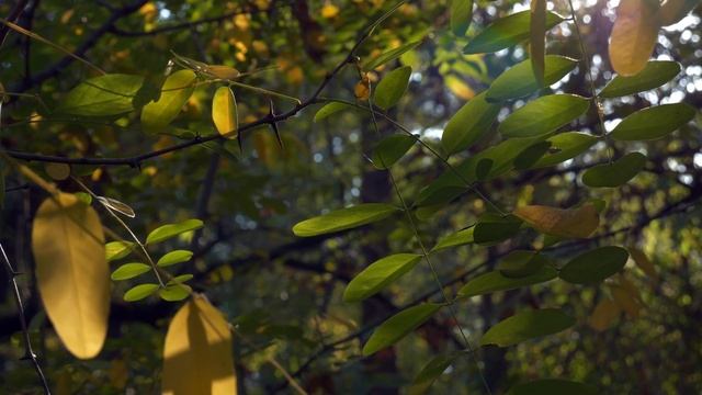 Calm Autumn scenery in 4K set to relaxing music