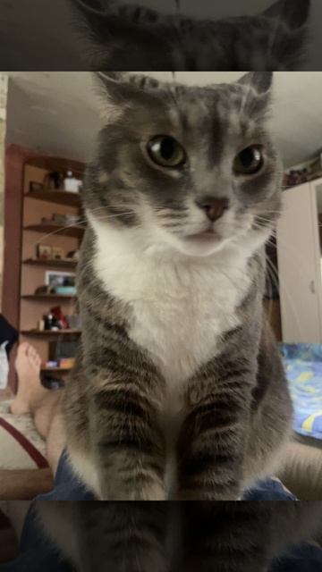 кот массажист, муррчание , балдеж.