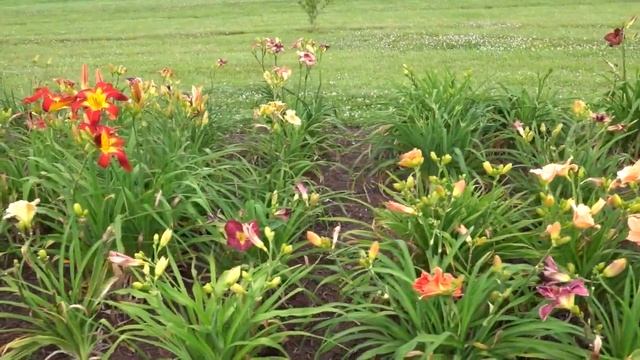 UT Gardens, Crossville- Weekly Walk-through: Daylily Plot