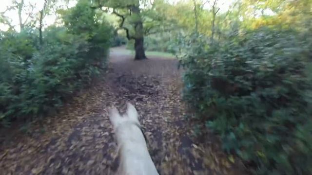 Gypsy and Ria Horse Ride Go Pro Hero 3+ Black Edition