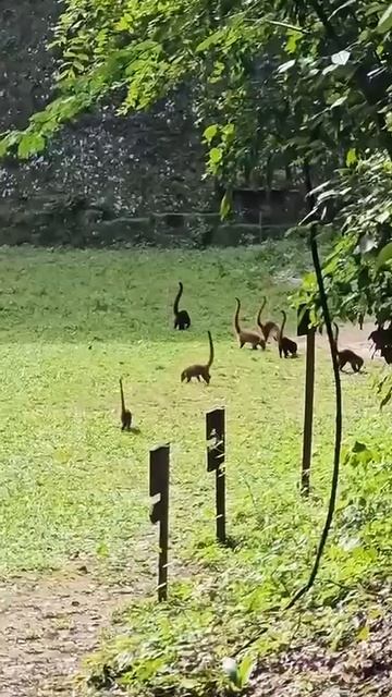 Живые мини-динозавры в Гватемале