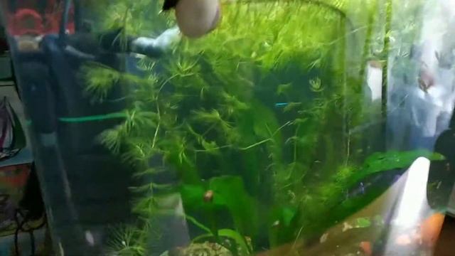 Что случилось в моих аквариумах после отпуска