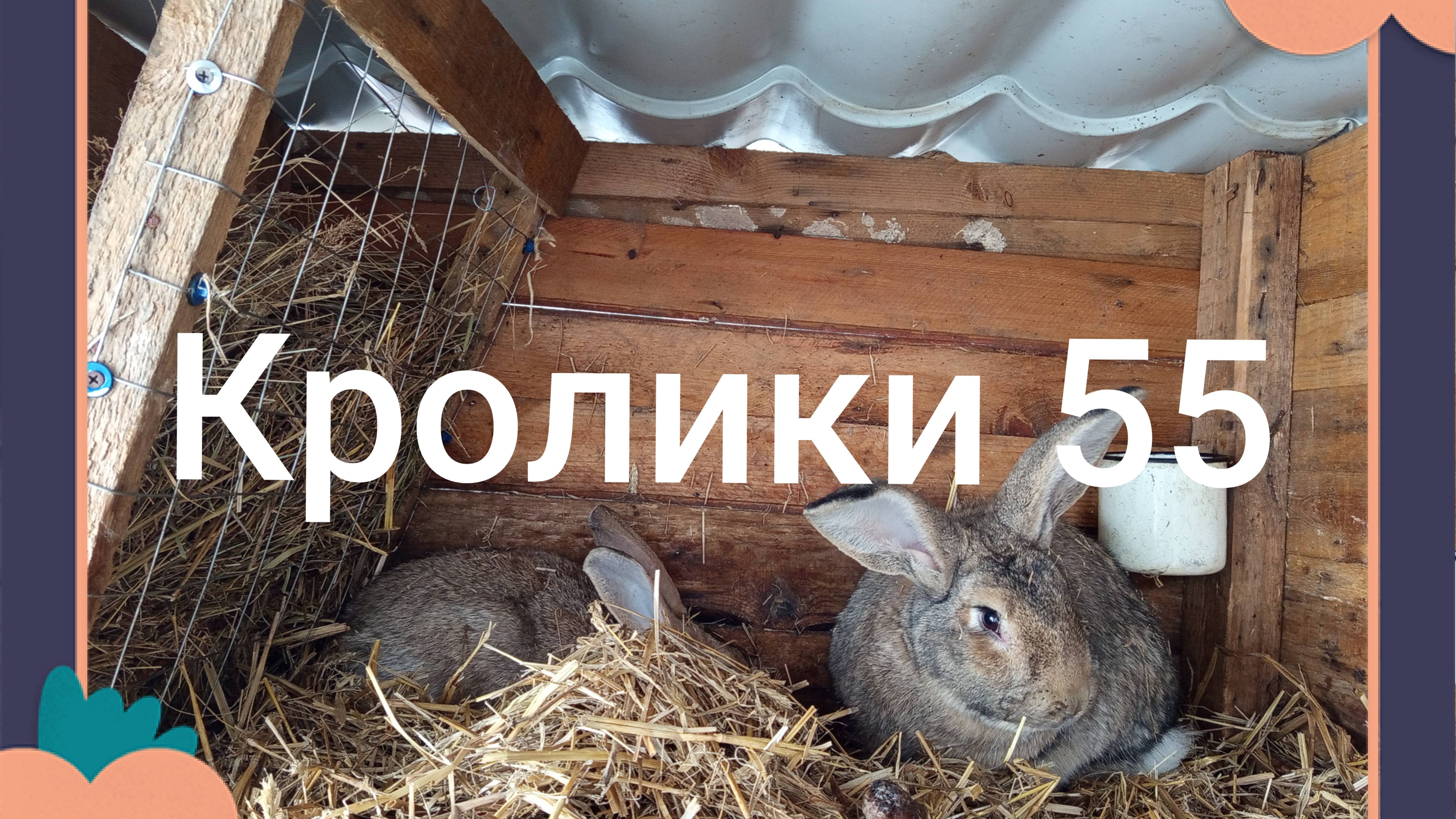 Кролики 55 ...
хештег #сезон контента...