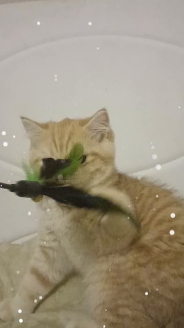 котенок мой играет