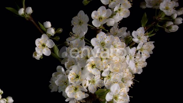 Flowering Sakura Flowers | Stock Footage - Videohive