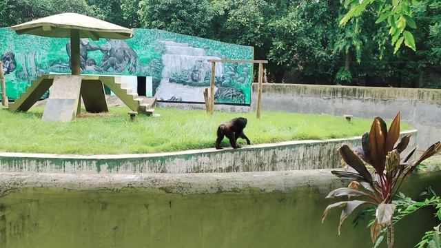 पटना चिड़ियाघर में चिंपैंजी ने किया हमला🦍‼️PATNA ZOO Chimpanzee attack on public, Lion,Tiger,Leopar