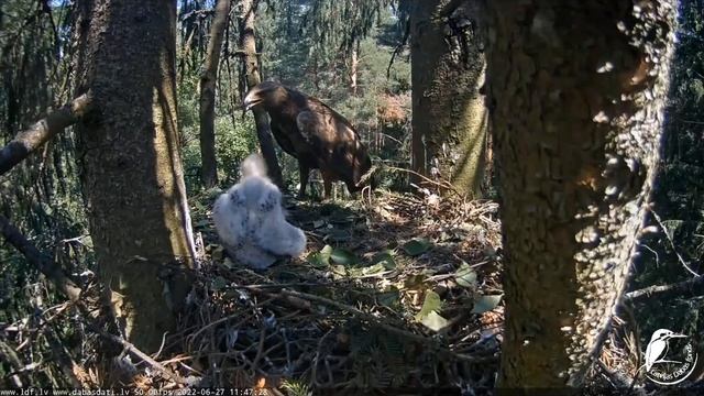 27. Juni 2022 Clanga pomarina/Lesser spotted eagle and Jay