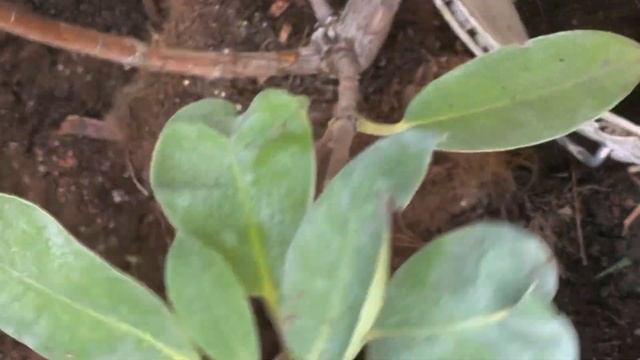 ЗМІНЮЮ РОСЛИННІСТЬ БІЛЯ ВОДОЙМИ 🌳//НАШІ ВИХІДНІ #мійсад #садсвоимируками #квітник #садсвоїмируками