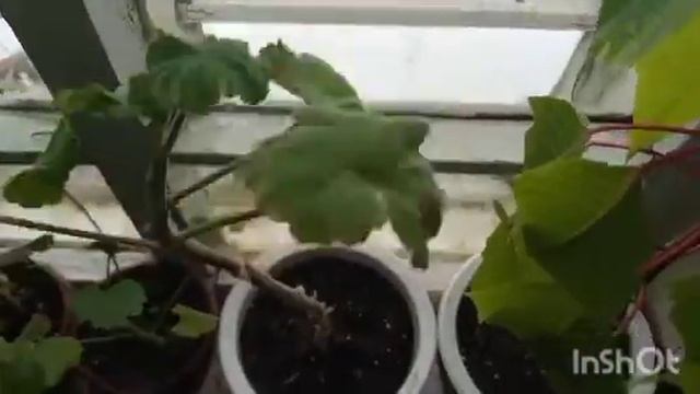 УПРАВИЛАСЬ/ПОДОИЛА/НАПЕКЛА ВКУСНЯШЕК К ЧАЮ/