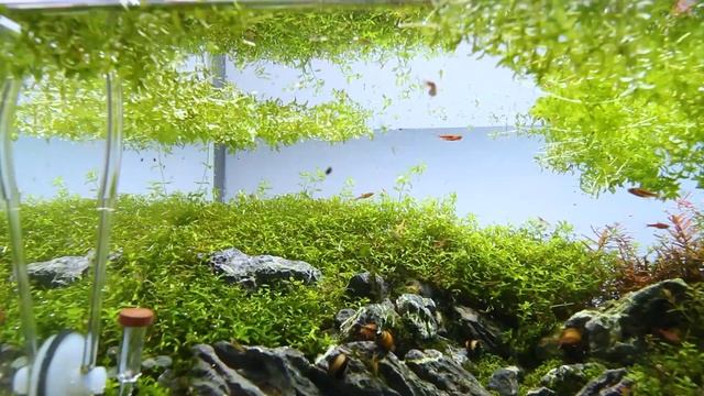 Pearlweed Aquarium Trimming by Nigel Aquascaping