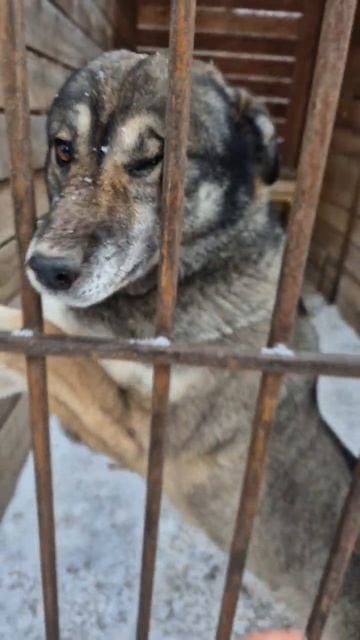 Смока