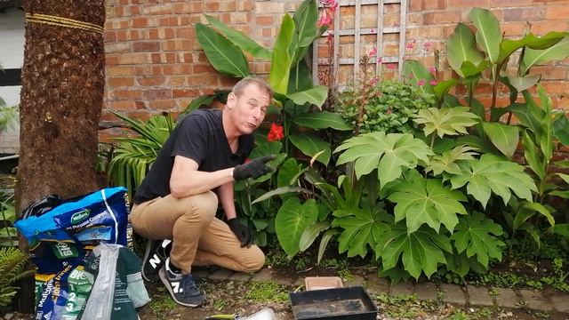 Colocasia Pink China. Care Propagation and Winter Care