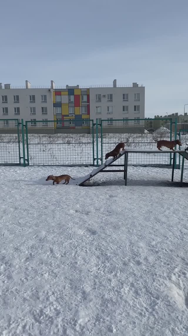 Занимаемся всей стаей на площадке до собак