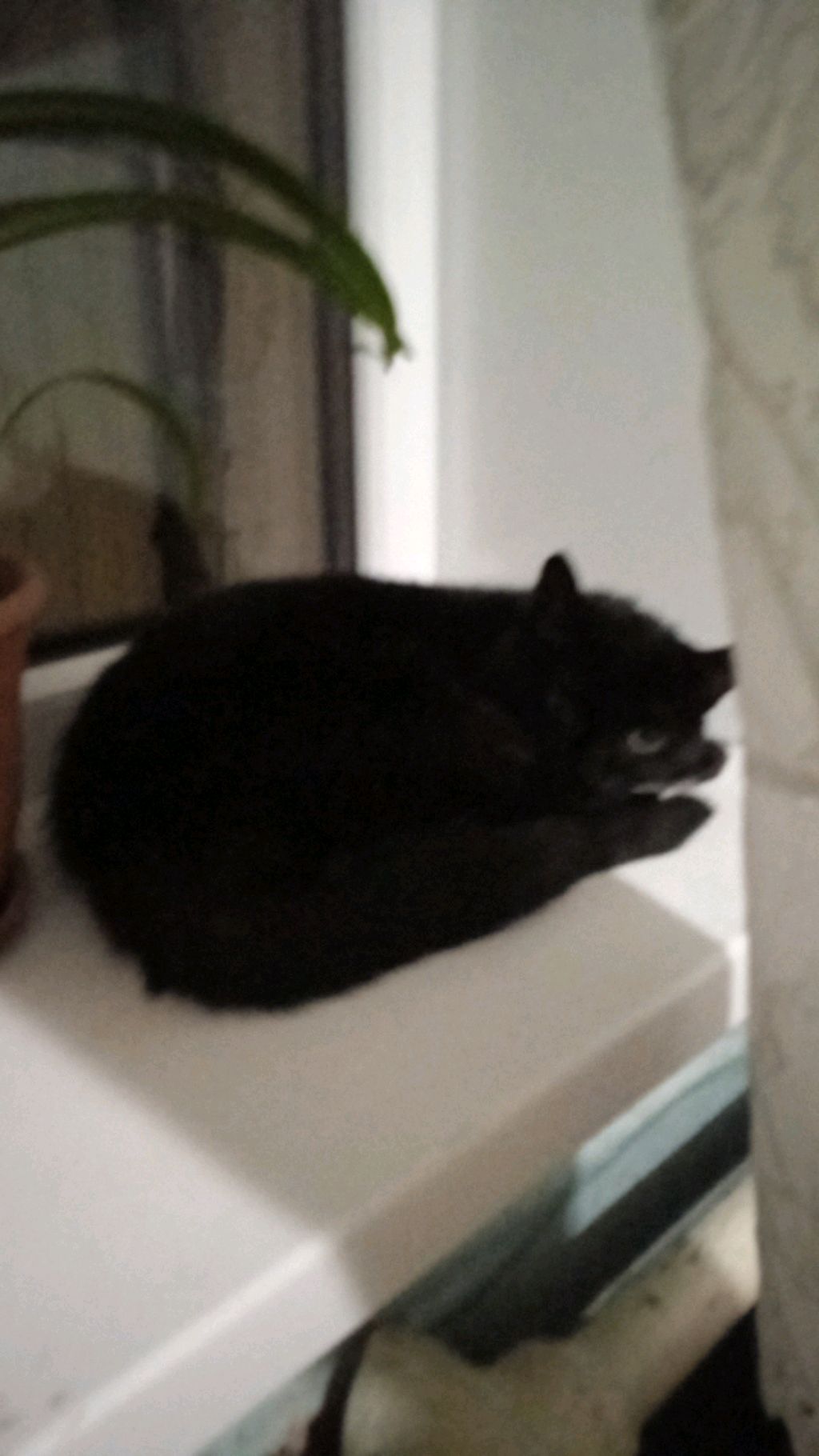 Басик