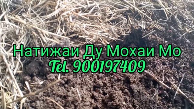 Кирмаки калифорния дар нохияи панч