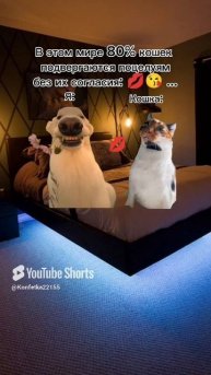 А вы любите своих котиков?)😻💋