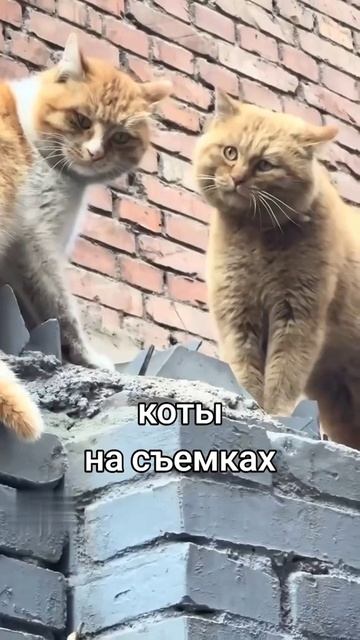 Коты на съёмках