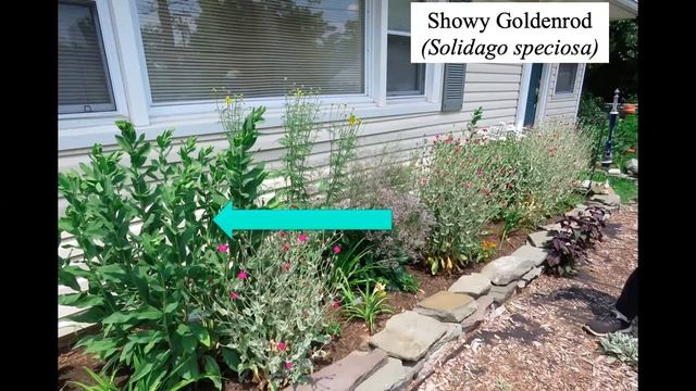 Meet and explore Jersey Friendly Yards.