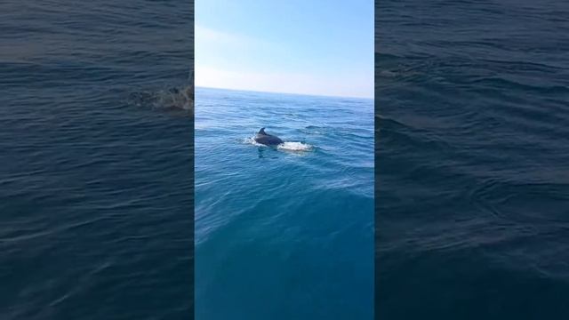 Рыбалка в Черном море, сопровождении дельфинов