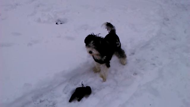 Chinese crested powder puff