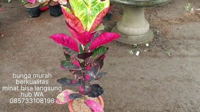 puring jumbo murah