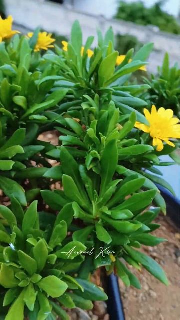 Osteospermum ecklonis 3D Golden Yellow