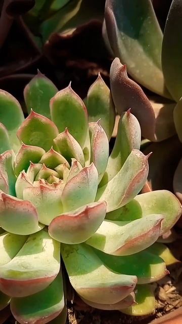 Echeveria Pulidonis #shorts #echeveria #suculentas #jardin #succulent #shortsfeed #gardening #plant