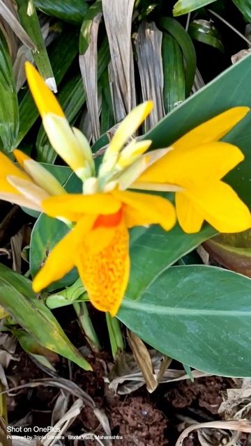 Fresh and healthy canna plants with fresh flower 🌹☘️ #gardening #floriculture #landscape #garden
